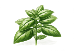 BASIL translation in Spanish | English-Spanish Dictionary | Reverso