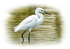 egret - Translation into Japanese - examples English | Reverso Context