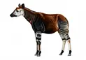 mammifère ruminant d'Afrique centrale, proche de la girafe avec rayures sur pattes